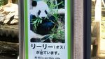 Bukan China, Ini Panda Raksasa di Jepang