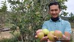 Bukan Cuma Kopi, Aceh Juga Punya Kebun Apel