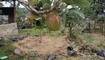 Bukan Cuma Kopi, Aceh Juga Punya Kebun Apel