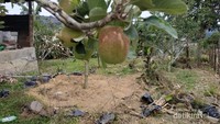 buah apel