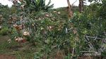 Bukan Cuma Kopi, Aceh Juga Punya Kebun Apel