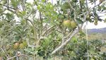 Bukan Cuma Kopi, Aceh Juga Punya Kebun Apel