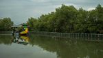 Bukan Cuma Mangga, Indramayu Juga Punya Hutan Mangrove