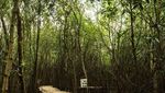 Bukan Cuma Mangga, Indramayu Juga Punya Hutan Mangrove