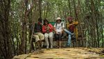 Bukan Cuma Mangga, Indramayu Juga Punya Hutan Mangrove