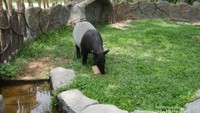 Tapir yang sedang memakan buah-buahan yang dibekukan.