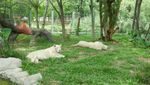 Bukan Cuma Ragunan, Kebun Binatang Juga Ada di Jakarta Utara