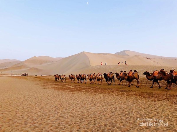 Bukan Fatamorgana Ini Benar Benar Mata Air Di Tengah Gurun