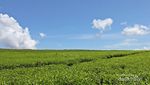 Bukan Lembang, Ini Kebun Teh Cantik di Solok