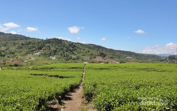 Kebun teh yang hijau dikelilingi perbukitan
