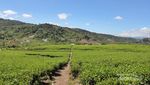 Bukan Lembang, Ini Kebun Teh Cantik di Solok