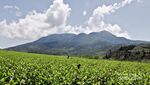 Bukan Lembang, Ini Kebun Teh Cantik di Solok