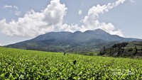 Kebun teh Danau Kembar berlatarkan gunung Talang
