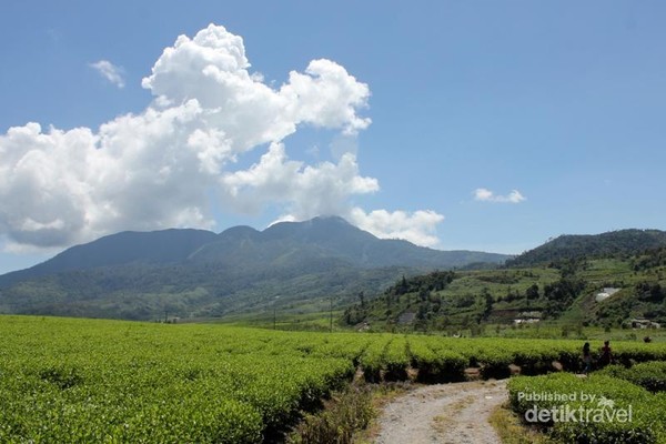 Panorama Kebun Teh di Nagari Aie Batumbuak