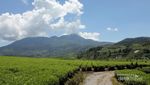 Bukan Lembang, Ini Kebun Teh Cantik di Solok