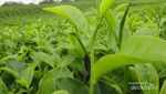 Bukan Lembang, Ini Kebun Teh Keren di Sumatera Utara