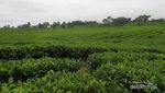 Bukan Lembang, Ini Kebun Teh Keren di Sumatera Utara
