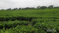 Sejauh mata memandang, terhampar pohon teh membentang luas