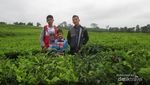 Bukan Lembang, Ini Kebun Teh Keren di Sumatera Utara