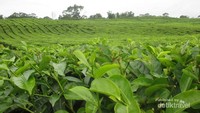 Perkebunan teh di Sidamanik, Simalungun