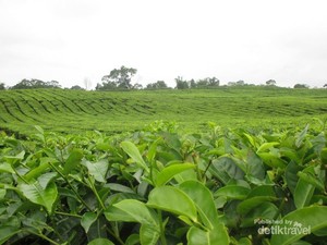Bukan Lembang, Ini Kebun Teh Keren di Sumatera Utara