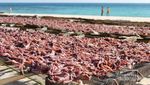 Bukan Maladewa atau Mediterania, Inilah Rote di Indonesia!
