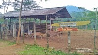 Ada penangkaran rusa dan kita bisa berfoto di area kandang.