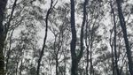 Bukan New Zealand, Ini Timor Tengah Selatan