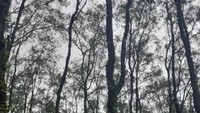 Cagar Alam Mutis ini didominasi oleh pohon Ampupu (Eucaliptus Urophylla).