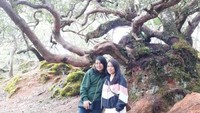 Bonsai ini juga diselimuti dengan lumut lumut hijau yang pekat.