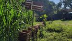 Bukan Nusa Penida, Ini Destinasi di Kebumen
