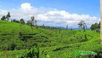 Bukan Puncak, Ini Kebun Teh Tanjung Sari di Wonosobo