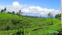 Udaranya sangat segar