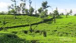 Bukan Puncak, Ini Kebun Teh Tanjung Sari di Wonosobo
