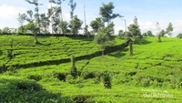 pemandangannya cantik