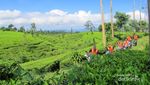 Bukan Puncak, Ini Kebun Teh Tanjung Sari di Wonosobo