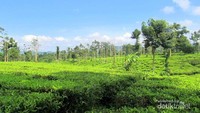 Menyegarkan seperti minum es di gurun pasir