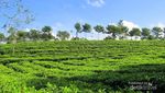 Bukan Puncak, Ini Kebun Teh Tanjung Sari di Wonosobo