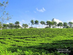 Bukan Puncak, Ini Kebun Teh Tanjung Sari di Wonosobo