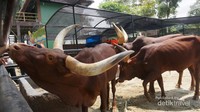 Tanduknya bisa mencapai panjang 2,4 meter
