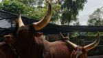 Bukan Sapi Biasa, Inilah Watusi dari Afrika