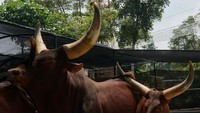 Tanduk sebesar itu digunakan untuk pertahanan