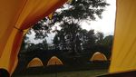 Bukan Sapi Biasa, Inilah Watusi dari Afrika