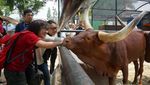 Bukan Sapi Biasa, Inilah Watusi dari Afrika