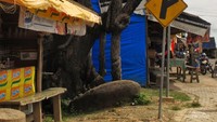 Taman Hutan Raya Bukit Soeharto