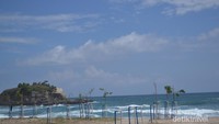 Bibit pohon