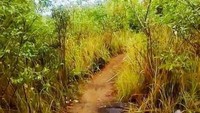 Jalur yang diakses untuk pengunjung menuju Puncak Bukit Pala