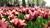 Tak hanya Nemophilia, ada juga kebun tulip di sana