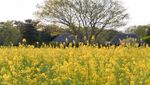 Bukit Penuh Bunga Instagenic di Jepang: Hitachi Seaside Park