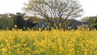 Rape Blossom juga turut mempercantik Hitachi Seaside Park di musim semi